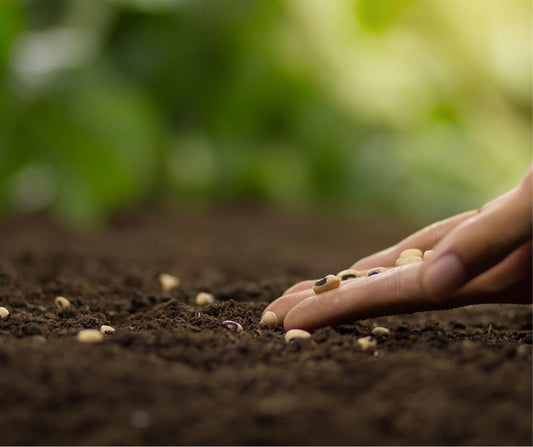 Eco-Friendly Gardening: Starting Your Own Organic Vegetable Patch