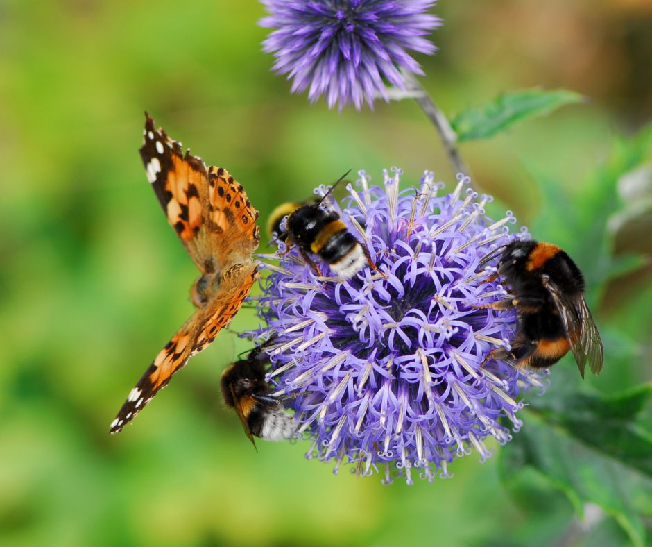 How to Create a Pollinator-Friendly Garden This Spring – Calendula Bath ...